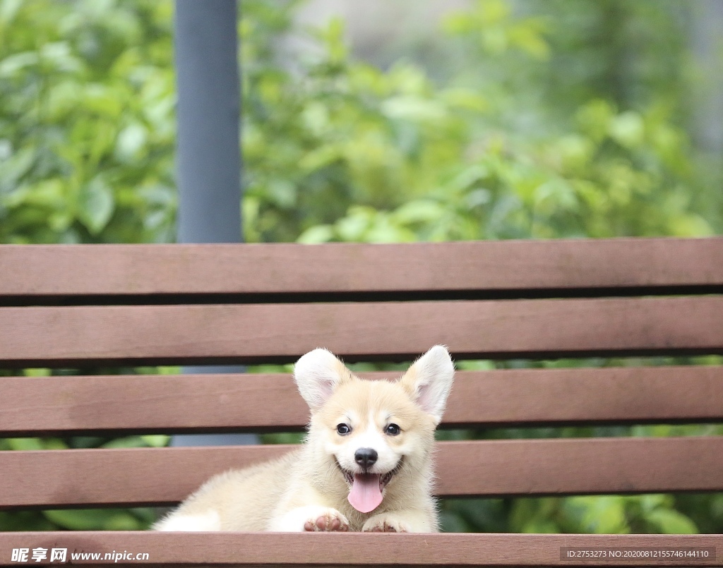 柯基犬