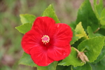 芙蓉葵