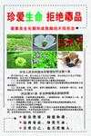 珍爱生命  远离毒品