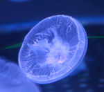 透明水母