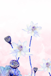 荷花装饰画