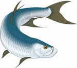 塔蓬鱼   海洋鱼 矢量 手绘
