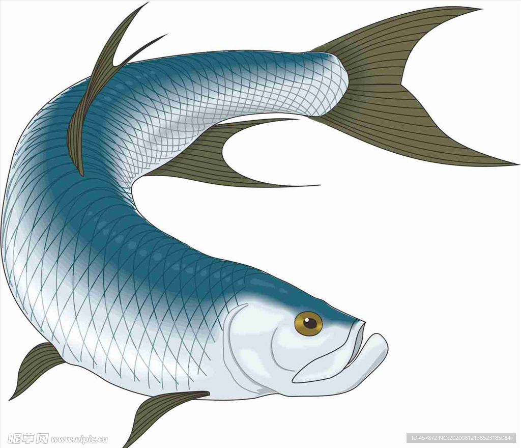 塔蓬鱼   海洋鱼 矢量 手绘