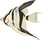 天使鱼  手绘  矢量 海洋鱼