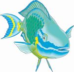 拦住鱼  海洋鱼  矢量  手