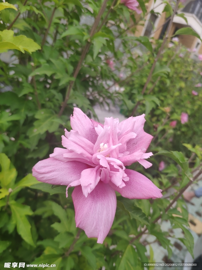 木槿花