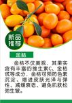 金桔简介