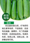 茄瓜简介