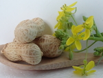 红衣花生