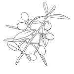 橄榄