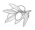 橄榄