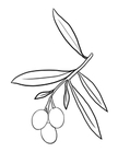 橄榄
