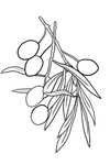 橄榄