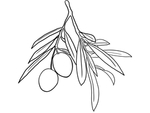 橄榄