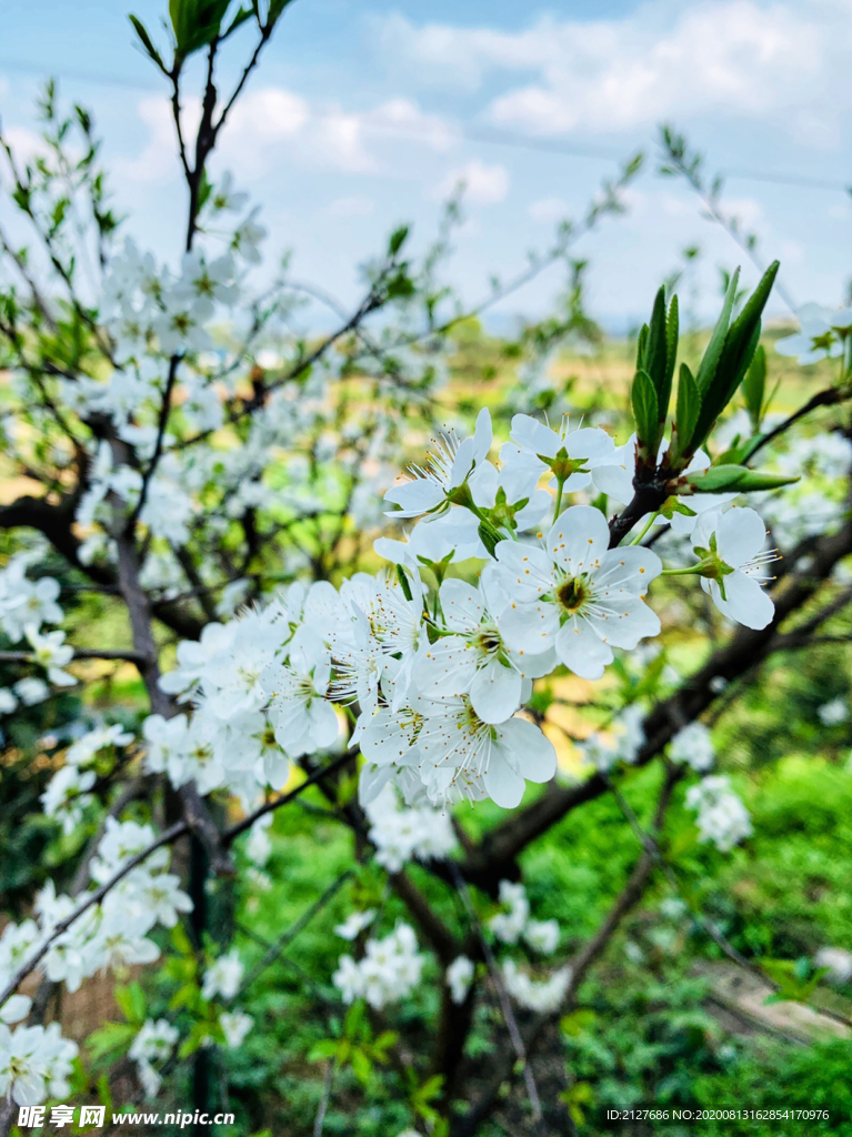 一颗开满树的花