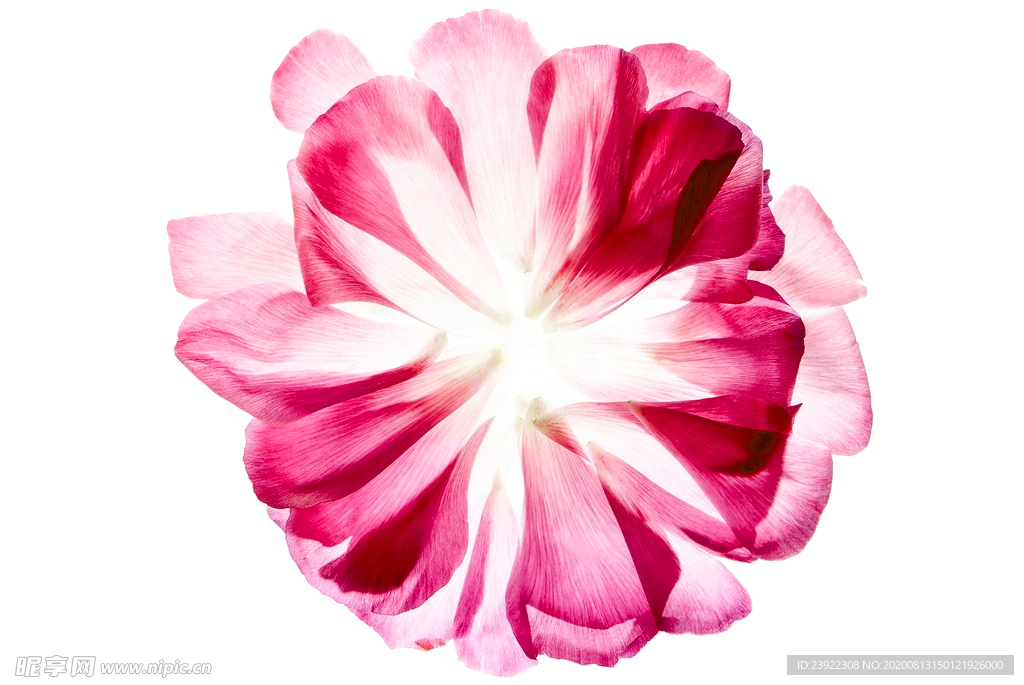 绽放花png