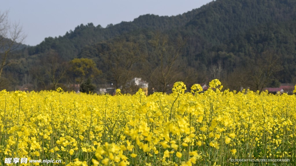 油菜花风景
