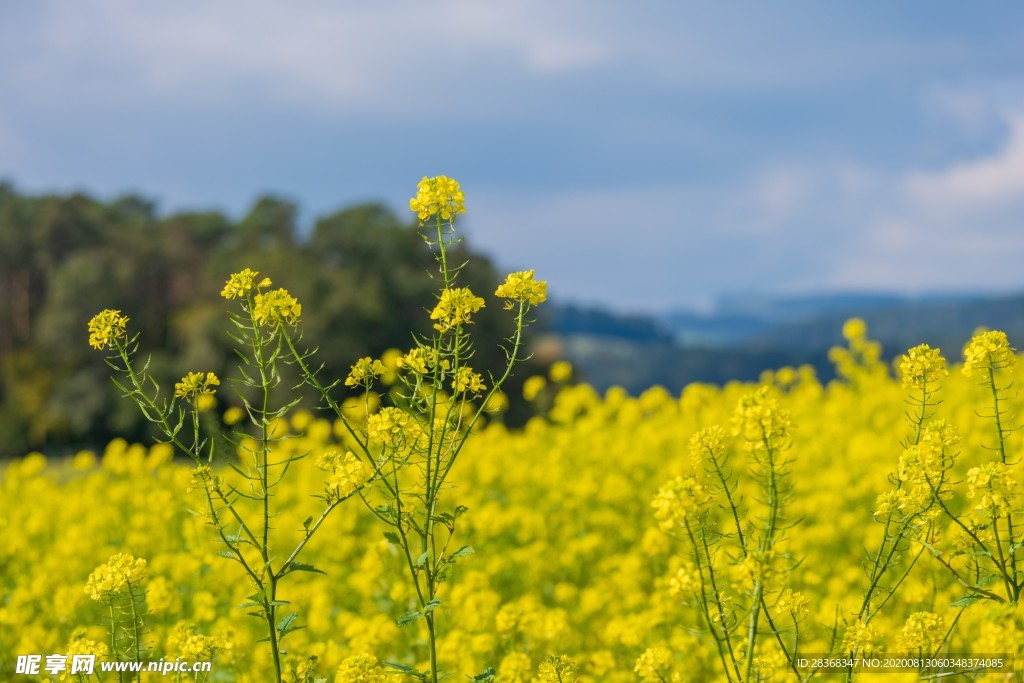 油菜花风景