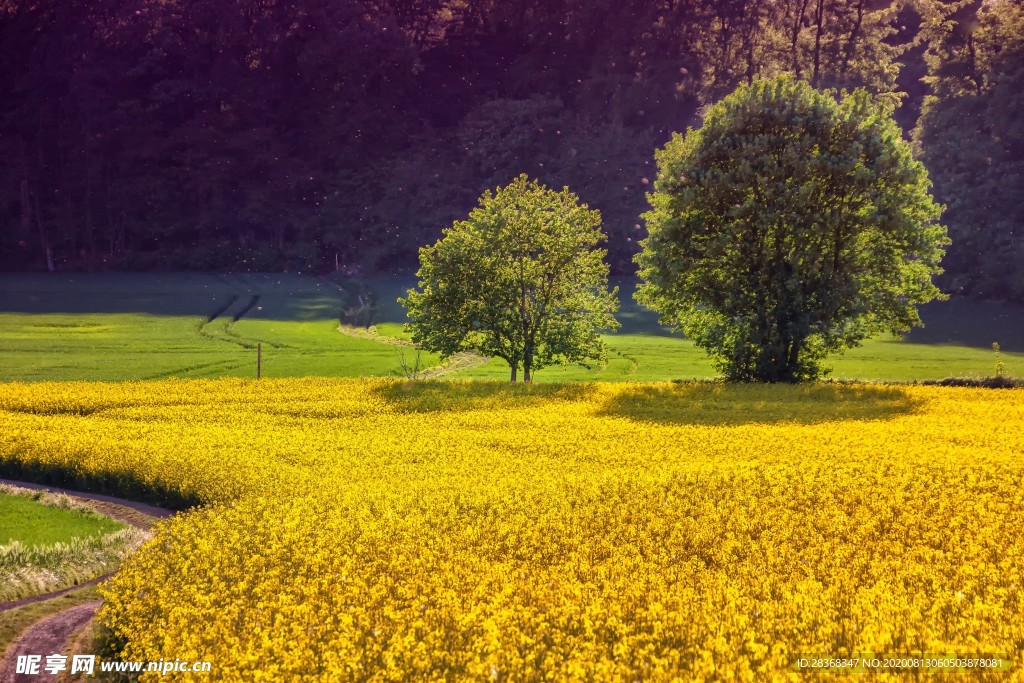 油菜花风景