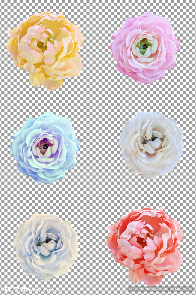 彩色花朵插画