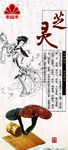 灵芝