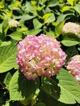 绣球花
