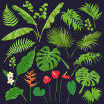 植物