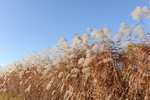 芦苇