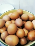 鸡蛋