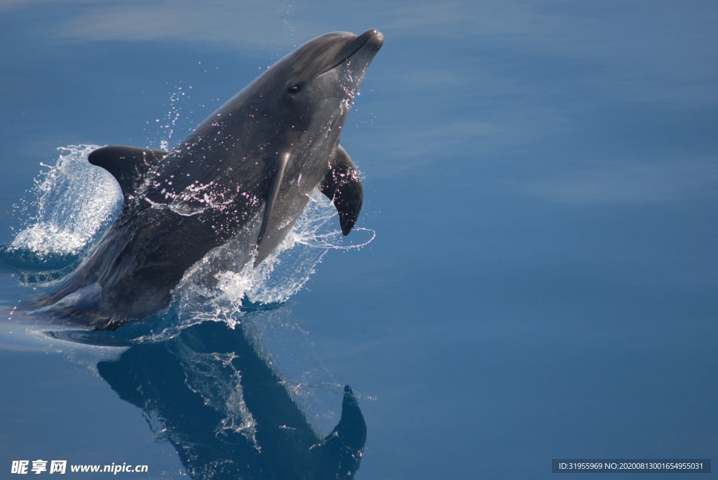 宽吻海豚 海洋 图片
