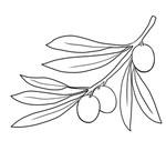 橄榄