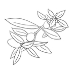 橄榄