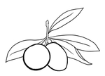 橄榄