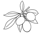 橄榄