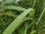 露珠露水