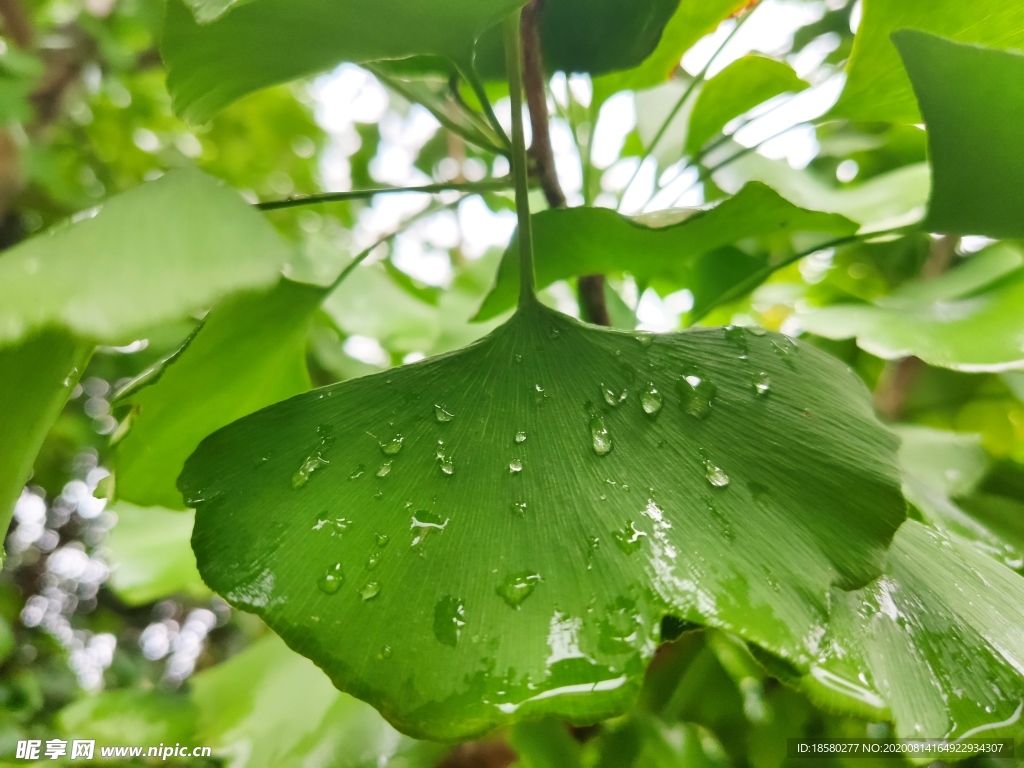 雨后银杏叶