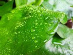 露水露珠