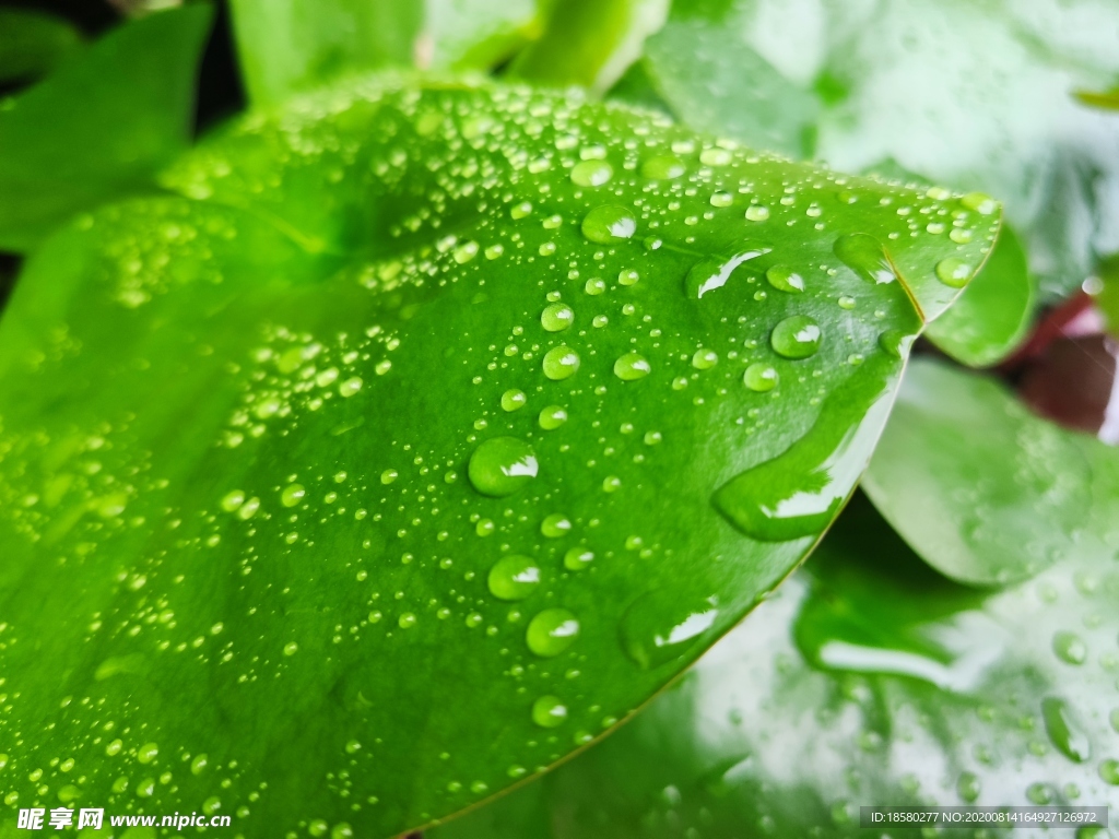 露水露珠