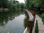 公园 风景 池塘
