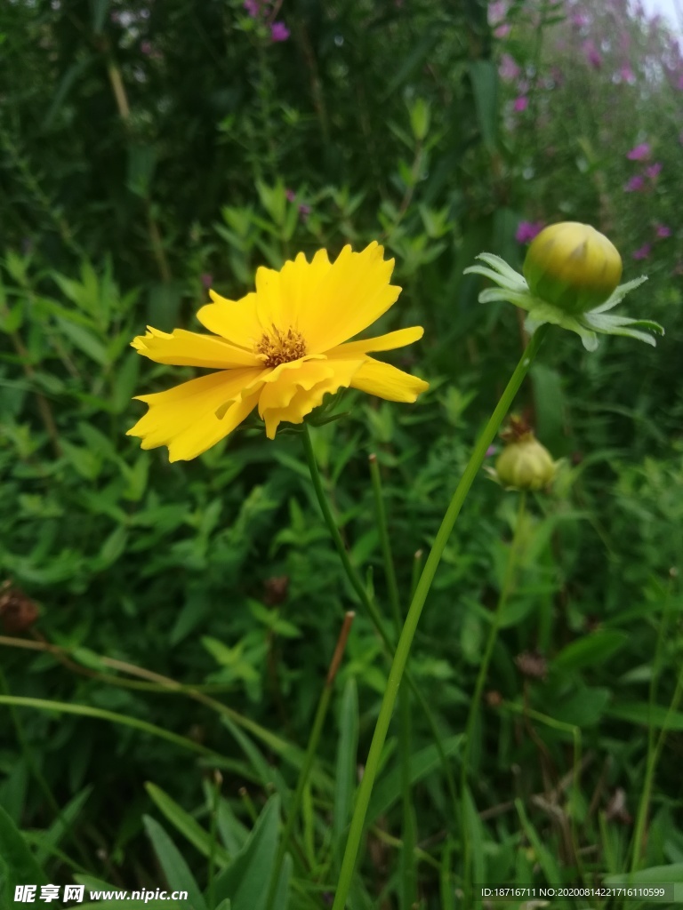 黄色的野菊花