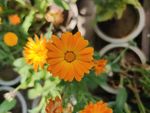 非洲菊 金盏花