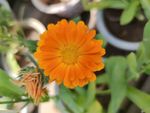 非洲菊 金盏花