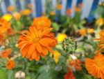 非洲菊 金盏花