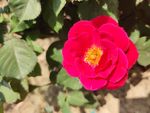 月季花 玫瑰花
