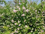 藤蔓 月季花