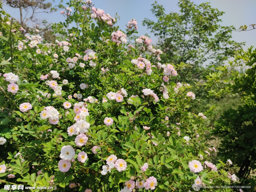 藤曼 月季花