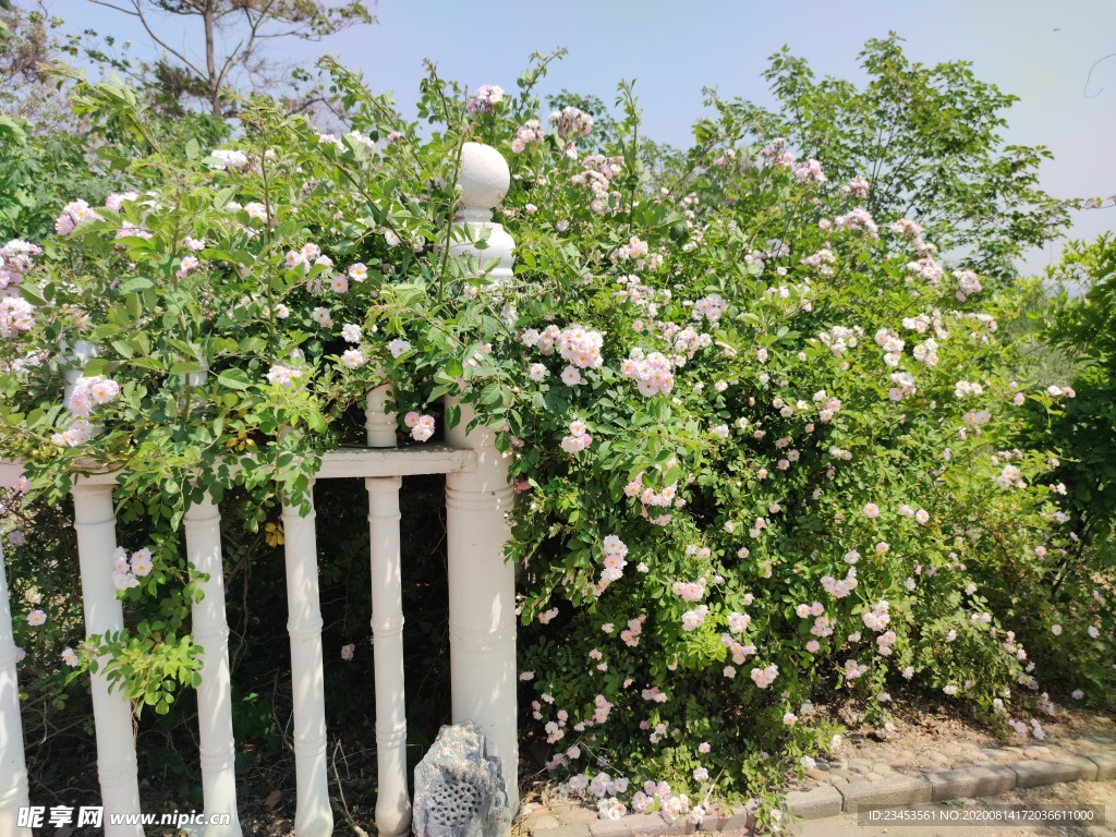 藤蔓花 月季花