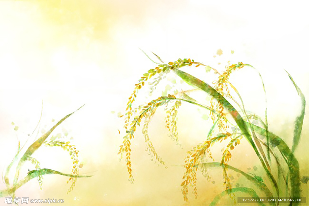 水稻场景插画png