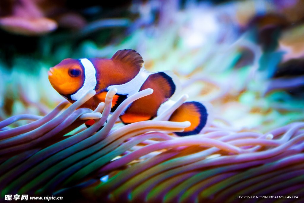 海葵鱼