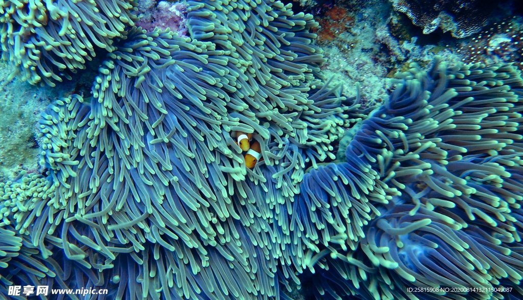 海葵鱼
